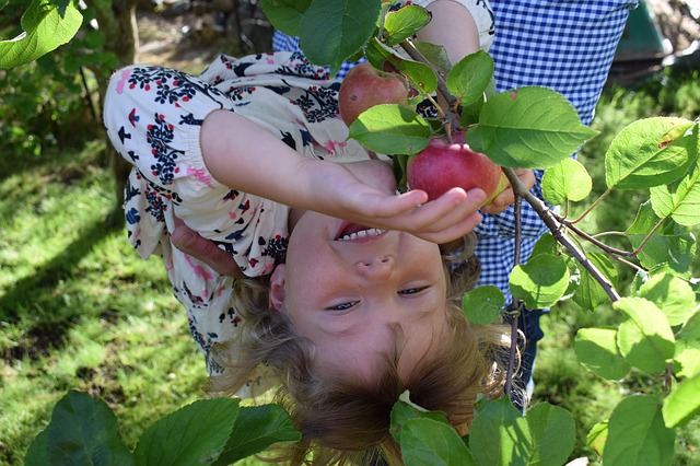 dítě na jabloni