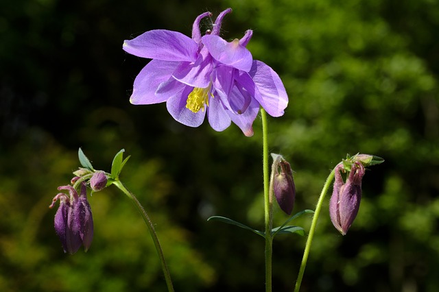 květ fialového orlíčku